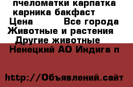 пчеломатки карпатка карника бакфаст F-1 › Цена ­ 800 - Все города Животные и растения » Другие животные   . Ненецкий АО,Индига п.